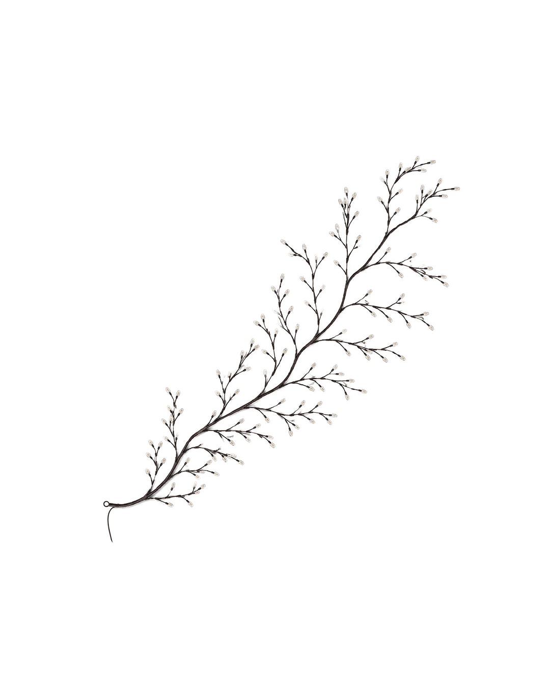 Willow vine light branch on a white background