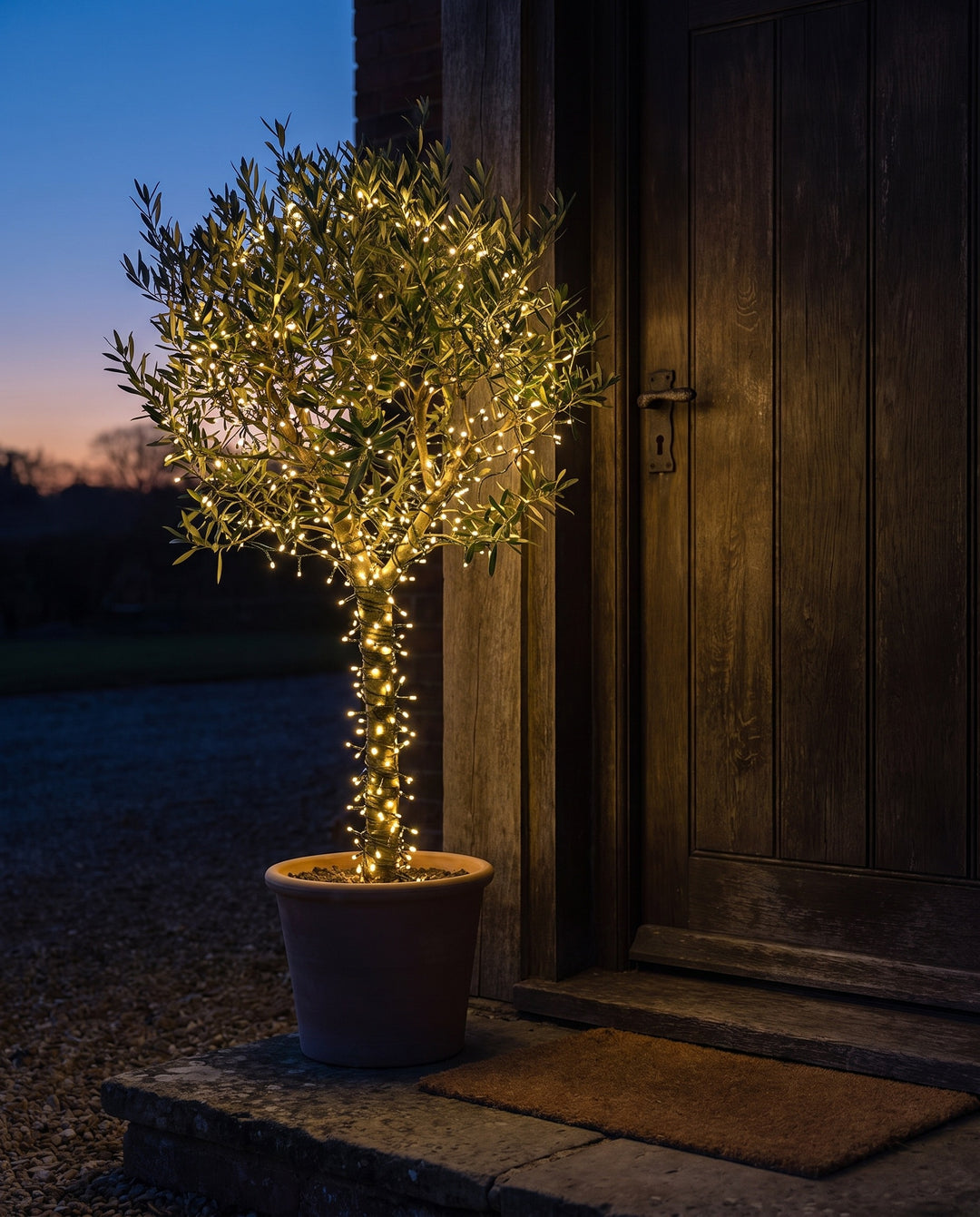 Potted olive tree wrapped in cluster fairy lights by a front door at dusk