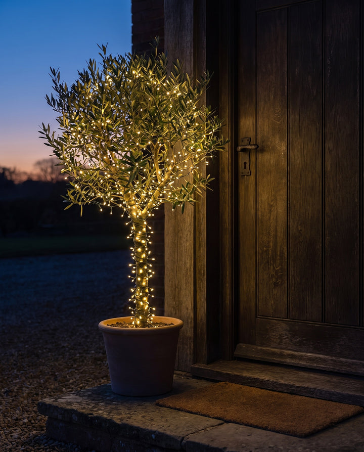 Potted olive tree wrapped in cluster fairy lights by a front door at dusk